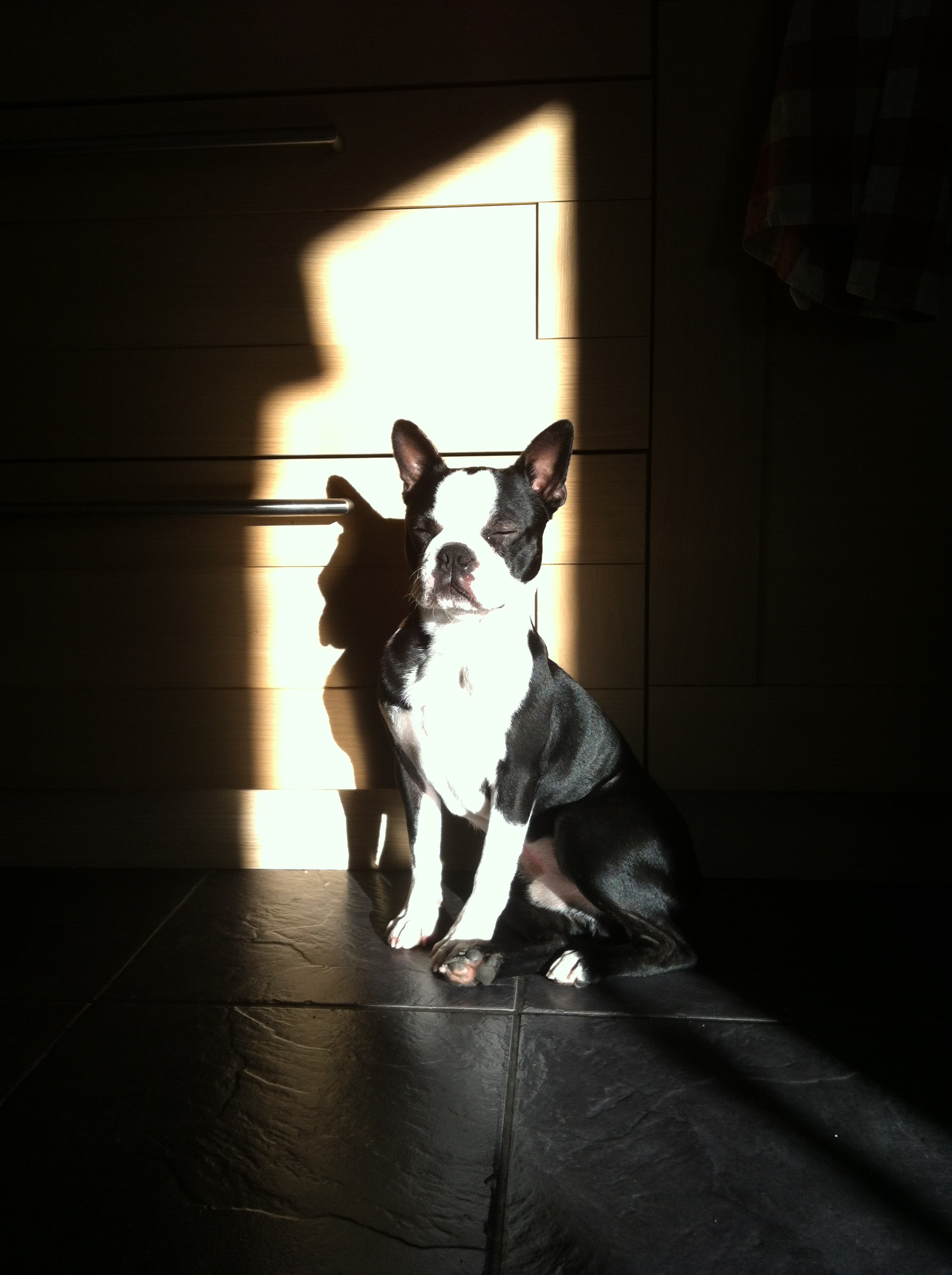 Hund, hund, hund