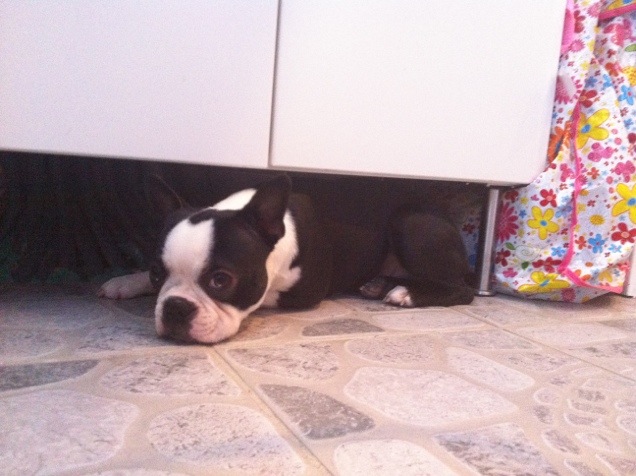 Frusen hund