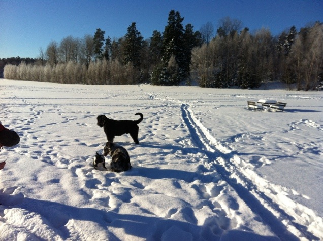 Rikstens hundsportcenter