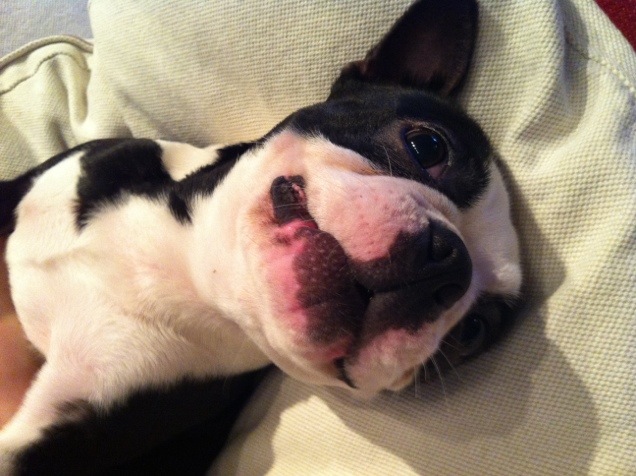 Varför bostonterrier!