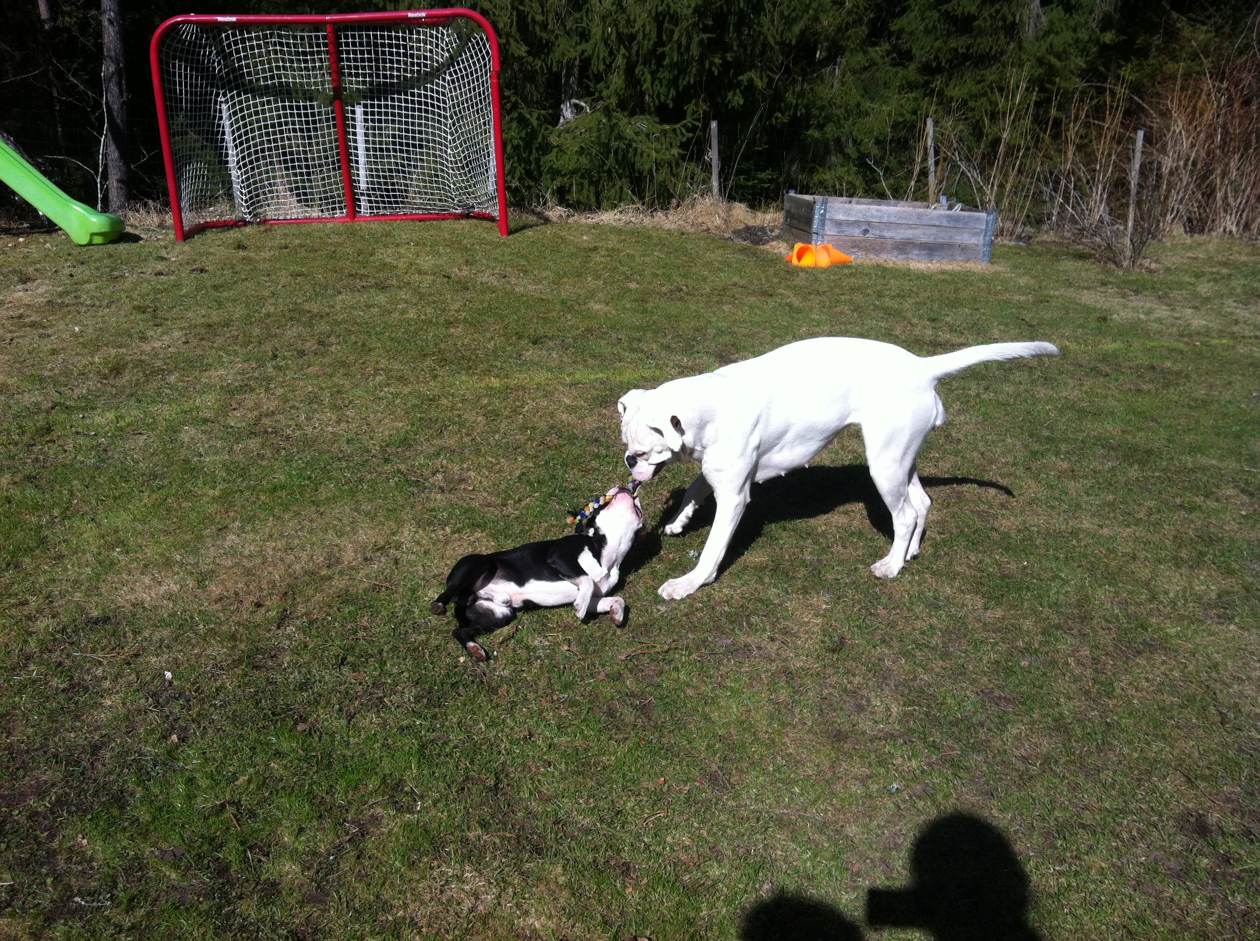 Drag med liten boston