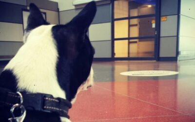 Hundträning med Jessica