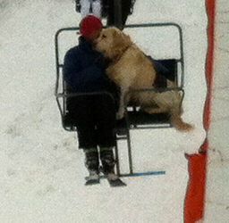 Hund i Chamonix