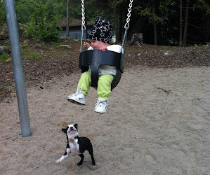 Citydog